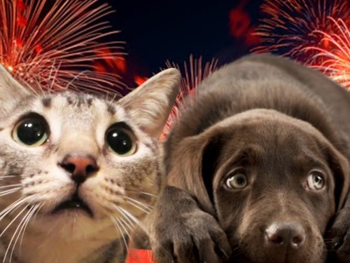 Les animaux et les feux d'artifice