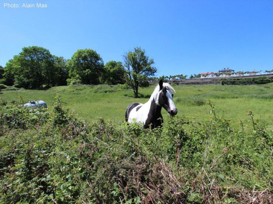 Poney